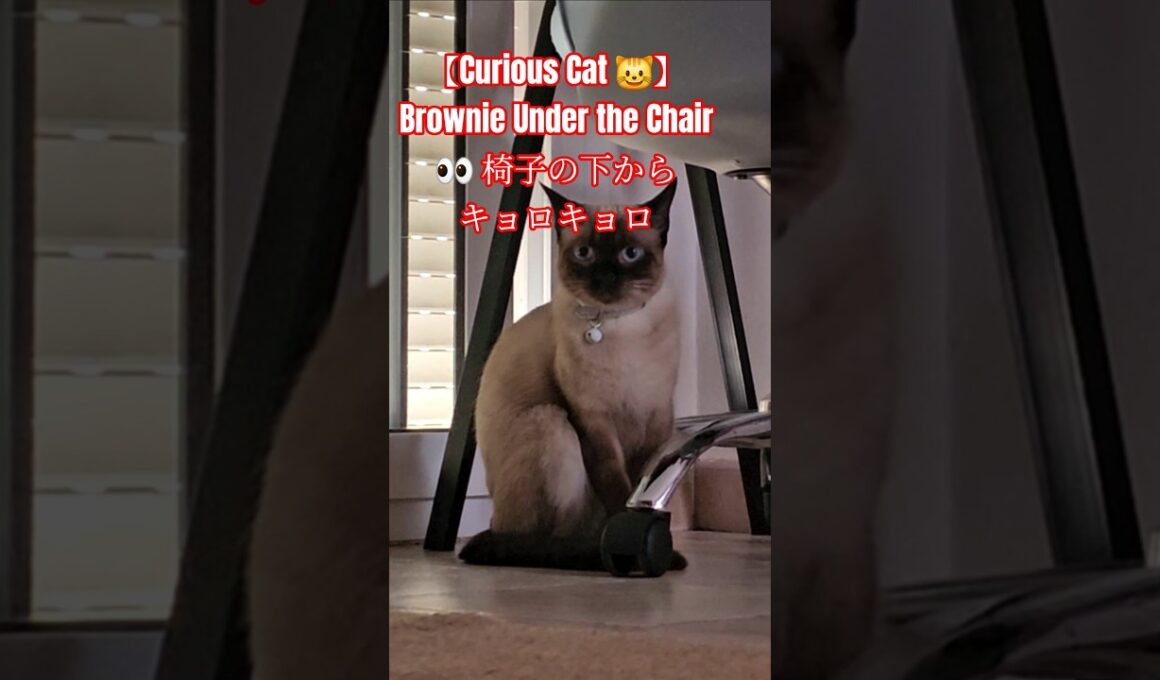 【Curious Cat 😺】Brownie Under the Chair 👀 | 椅子の下からキョロキョロ#showts #cute #シャム猫  #siamés