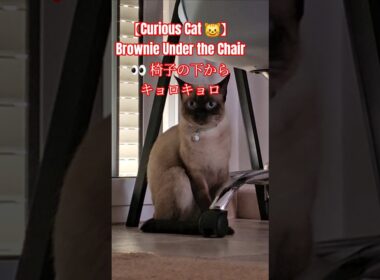 【Curious Cat 😺】Brownie Under the Chair 👀 | 椅子の下からキョロキョロ#showts #cute #シャム猫  #siamés