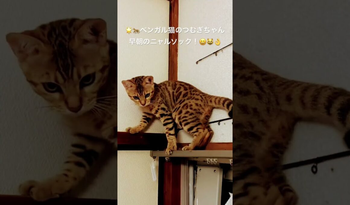2025年9月26日🌟#ベンガル猫#猫#つむぎちゃん#ニャルソック#bengal cat#cat#short