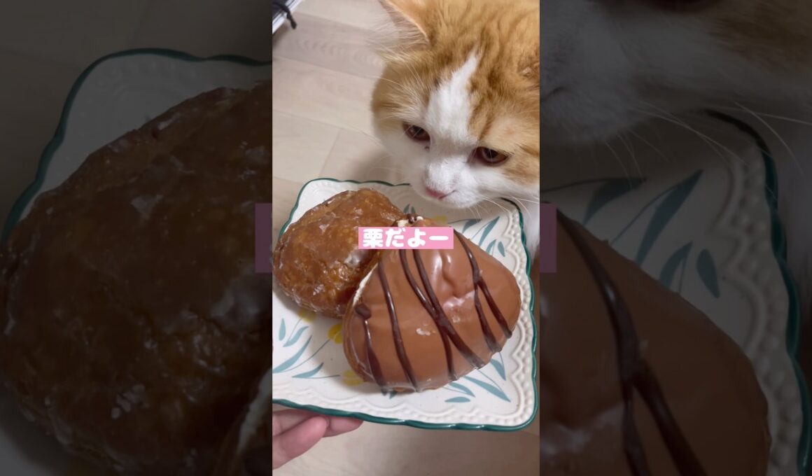 秋の味覚を猫に見せる #マンチカン #マンチカン長毛 #cat #猫のいる暮らし #猫のいる生活 #猫 #ねこ #猫好きさんと繋がりたい #shorts