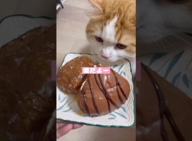 秋の味覚を猫に見せる #マンチカン #マンチカン長毛 #cat #猫のいる暮らし #猫のいる生活 #猫 #ねこ #猫好きさんと繋がりたい #shorts