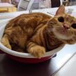 「寝るよ！」と言うと鍋に移動して寝る子猫が可愛い...
