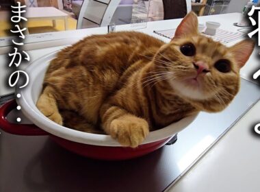 「寝るよ！」と言うと鍋に移動して寝る子猫が可愛い...