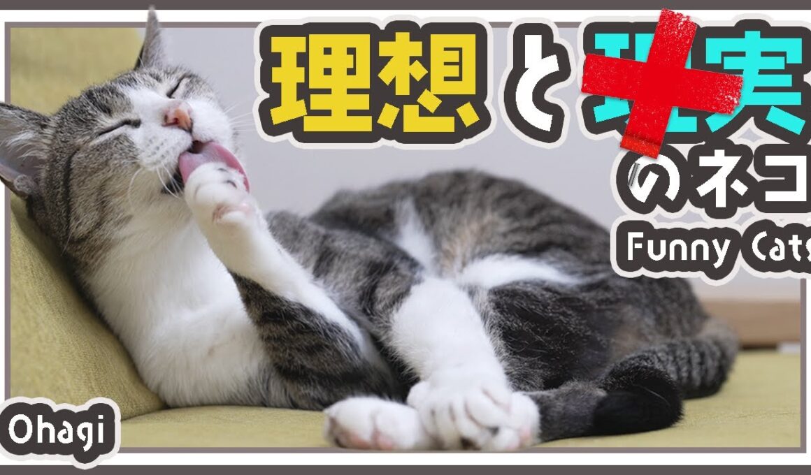 猫の理想と現実の違い