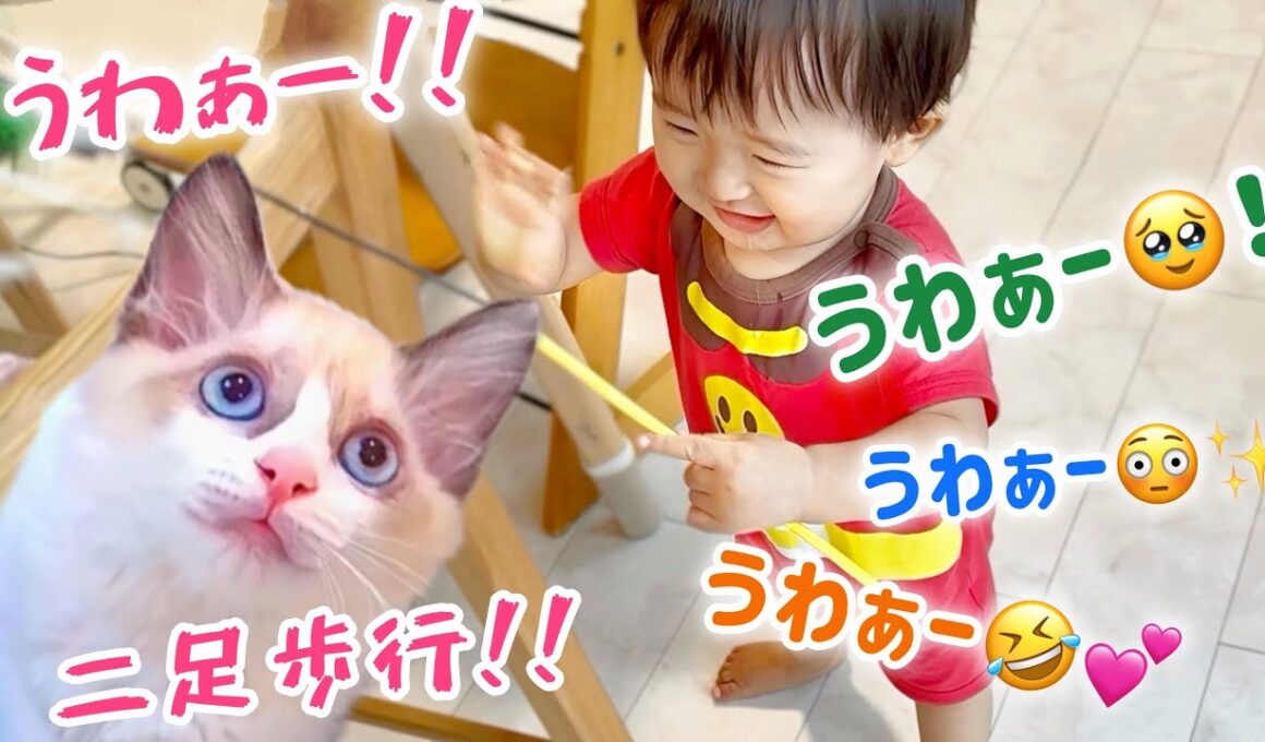 【奇跡の瞬間】子猫を追って‥赤ちゃんが初めて歩いた日