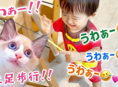 【奇跡の瞬間】子猫を追って‥赤ちゃんが初めて歩いた日