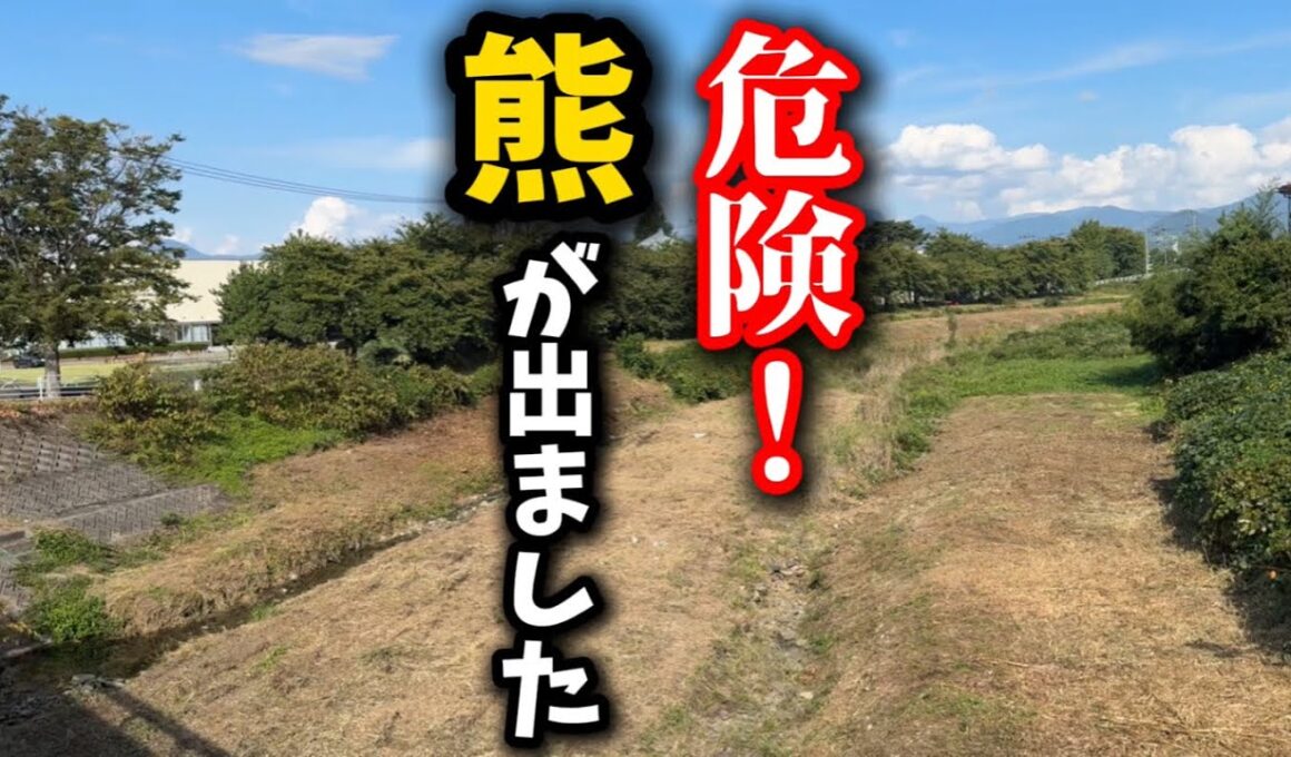 子猫が居る保護猫シェルター前に熊が出ました