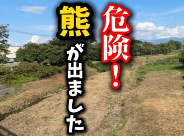 子猫が居る保護猫シェルター前に熊が出ました