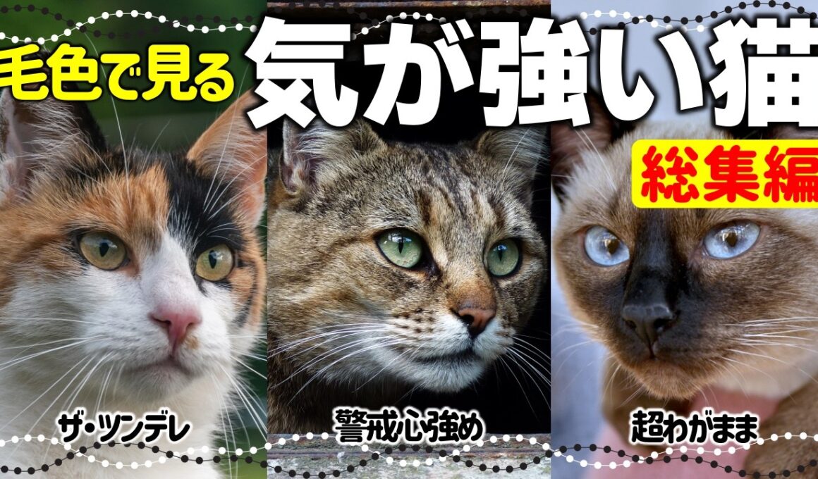 【総集編】気が強い性格の猫特集｜仲良くなるコツは？