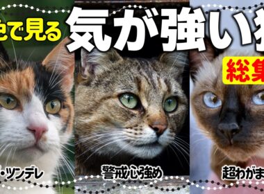 【総集編】気が強い性格の猫特集｜仲良くなるコツは？