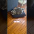 おはよう #ねこ動画 #アメリカンカール #cat #ねこ