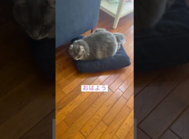 おはよう #ねこ動画 #アメリカンカール #cat #ねこ