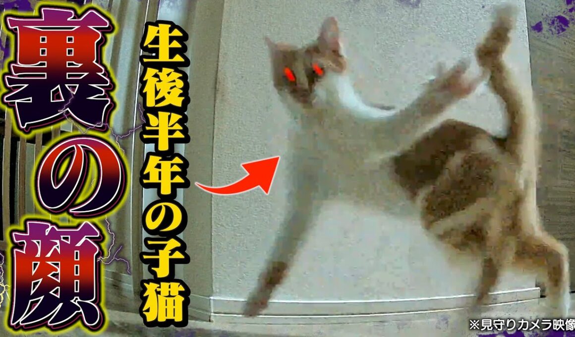 【衝撃】1人の時間を隠し撮りしたら子猫の本性が明らかに！？