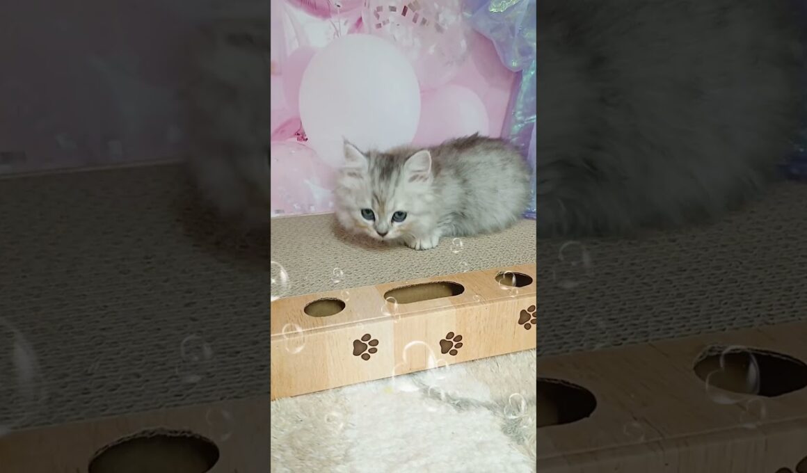 【ご家族様募集中】極短足マンチカン女の子♡ #cat  #かわいい子猫 #kitten #子猫 #cute #子猫ブリーダー #長足マンチカン #短足ミヌエット #子ネコ