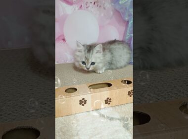 【ご家族様募集中】極短足マンチカン女の子♡ #cat  #かわいい子猫 #kitten #子猫 #cute #子猫ブリーダー #長足マンチカン #短足ミヌエット #子ネコ
