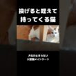猫が犬みたいな芸する #猫 #メインクーン #猫のいる暮らし#cat #mainecoon #catlover​  #catshorts​ #cute​ #cutecat​ #fyp​