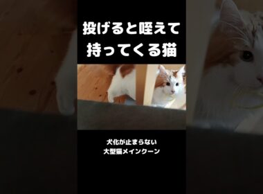 猫が犬みたいな芸する #猫 #メインクーン #猫のいる暮らし#cat #mainecoon #catlover​  #catshorts​ #cute​ #cutecat​ #fyp​