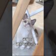 【感動】子猫パワーで奇跡が起こる‼️✨ #赤ちゃん #1歳 #保護猫 #ラグドール #baby  #cat