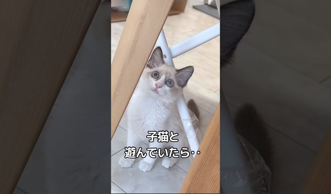 【感動】子猫パワーで奇跡が起こる‼️✨ #赤ちゃん #1歳 #保護猫 #ラグドール #baby  #cat