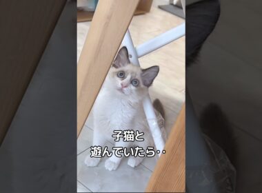 【感動】子猫パワーで奇跡が起こる‼️✨ #赤ちゃん #1歳 #保護猫 #ラグドール #baby  #cat