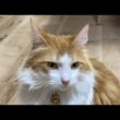 お留守番の猫タイム【マリー（メインクーン）】