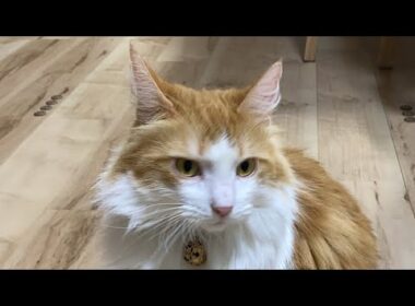お留守番の猫タイム【マリー（メインクーン）】