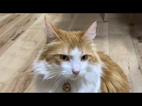 お留守番の猫タイム【マリー（メインクーン）】