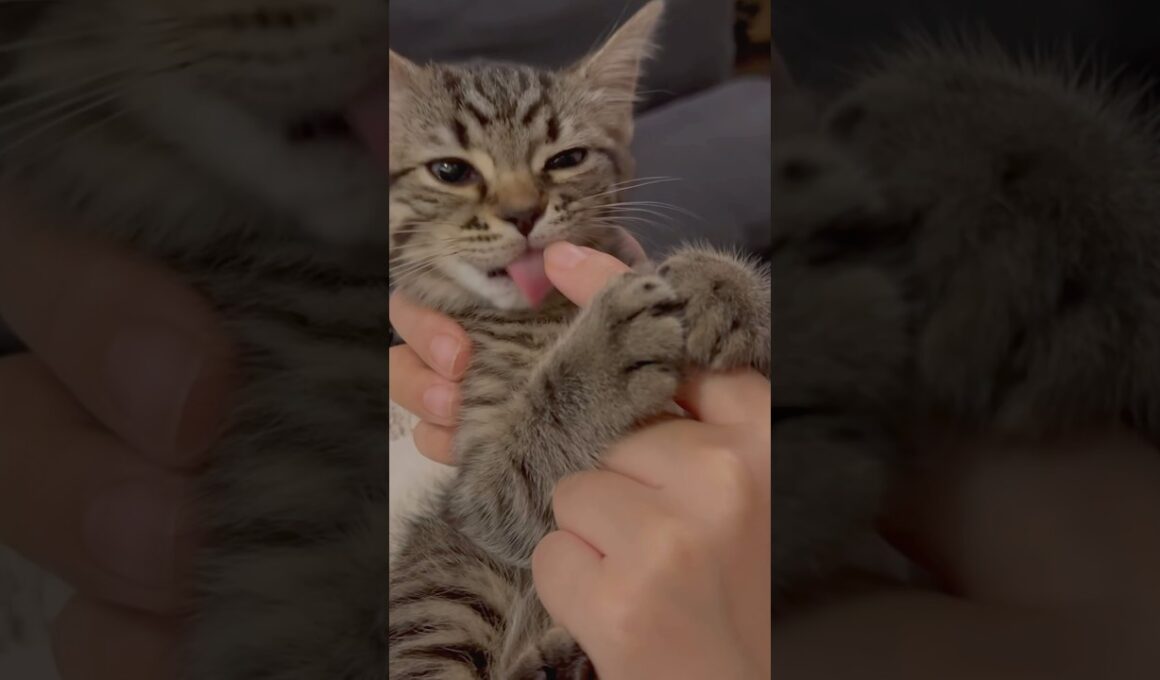 子猫の可愛過ぎるおしゃぶり。#cat #猫