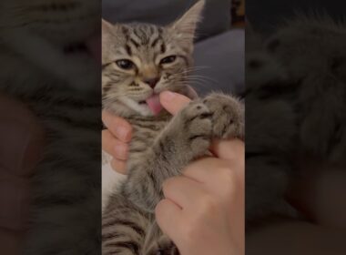 子猫の可愛過ぎるおしゃぶり。#cat #猫