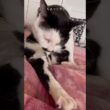 毛繕い中の猫 #猫のいる暮らし #cat