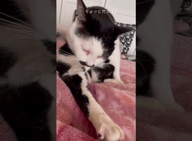 毛繕い中の猫 #猫のいる暮らし #cat