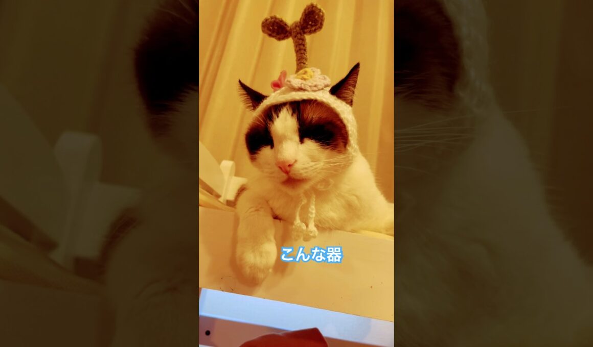 多少違和感があっても気にしないで○ちゃう猫 #cat #猫帽子 #shorts