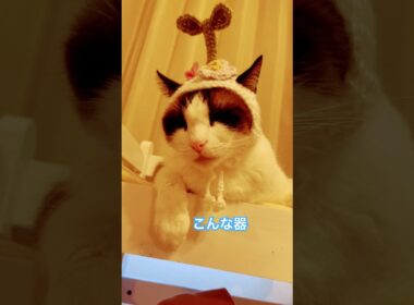 多少違和感があっても気にしないで○ちゃう猫 #cat #猫帽子 #shorts