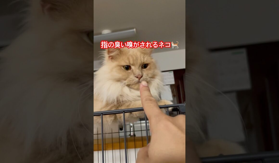 指の臭いオレネコ🐈 #スコティッシュフォールド #好きな子猫 #ねこのいる生活 #子ネコ