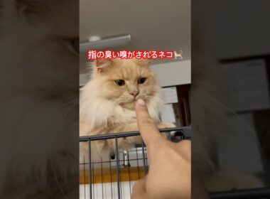 指の臭いオレネコ🐈 #スコティッシュフォールド #好きな子猫 #ねこのいる生活 #子ネコ