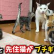 先住猫が保護した子猫にブチギレました
