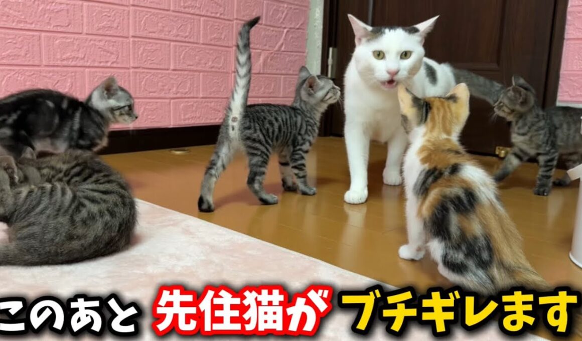 先住猫が保護した子猫にブチギレました