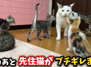 先住猫が保護した子猫にブチギレました