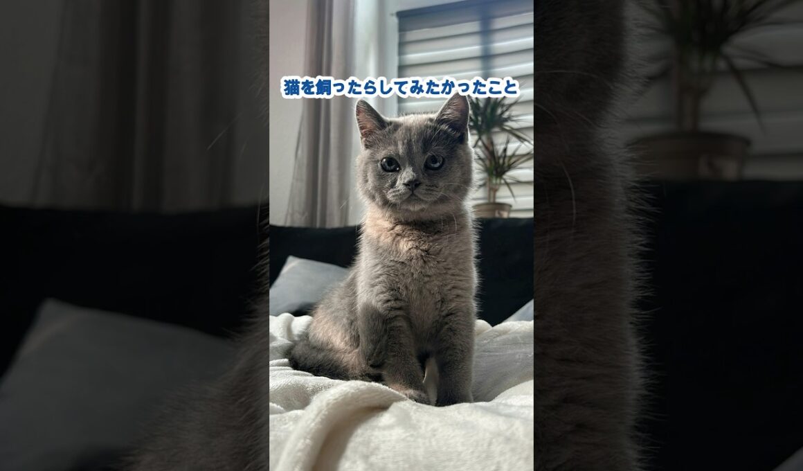 猫を飼ったらしてみたかったこと