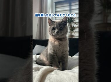 猫を飼ったらしてみたかったこと