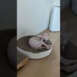 お気に入りの爪研ぎソファの上でご機嫌の猫アレクサンドラ【スフィンクス】