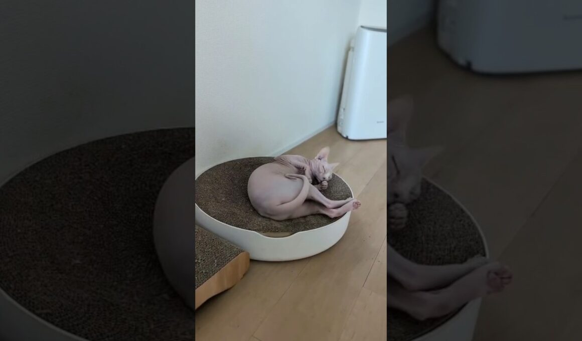 お気に入りの爪研ぎソファの上でご機嫌の猫アレクサンドラ【スフィンクス】