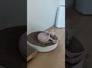 お気に入りの爪研ぎソファの上でご機嫌の猫アレクサンドラ【スフィンクス】