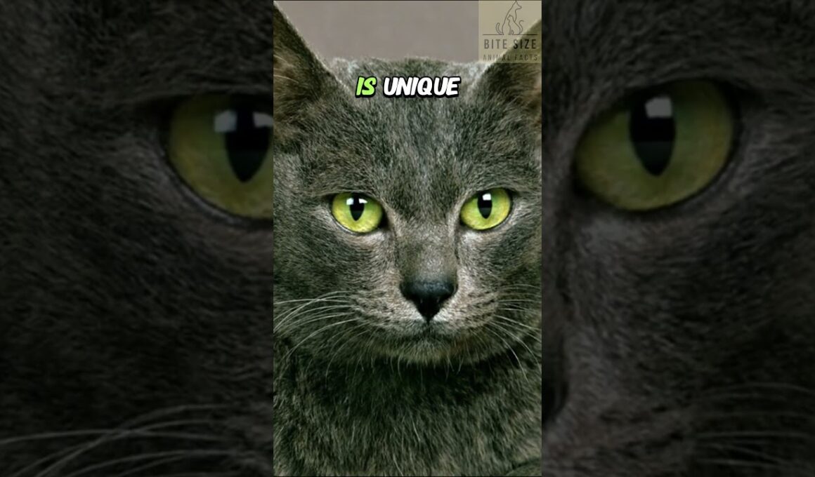 🐱Korats; Nature's Tiny Meteorologists! 🌩️ #cat #korat #facts #cutecat #catlover #animal #shortsvideo