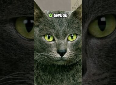 🐱Korats; Nature's Tiny Meteorologists! 🌩️ #cat #korat #facts #cutecat #catlover #animal #shortsvideo