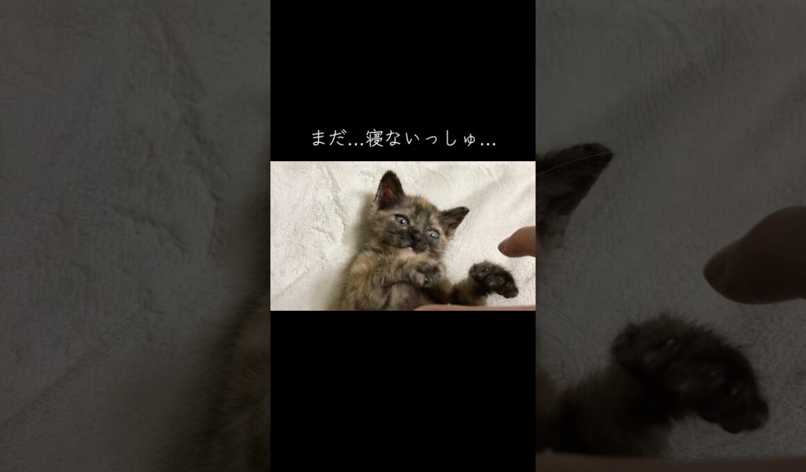 ミニミニサビ子猫の寝かしつけ #cat  #猫  #ねこ  #保護猫 #cute #猫のいる暮らし #子猫 #shorts  #こねこ