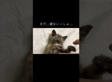 ミニミニサビ子猫の寝かしつけ #cat  #猫  #ねこ  #保護猫 #cute #猫のいる暮らし #子猫 #shorts  #こねこ