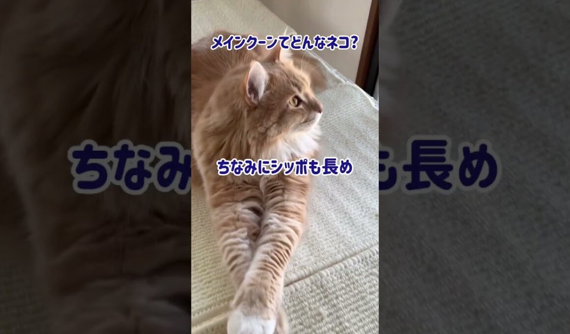 《メインクーンてどんなネコ?》 #shorts