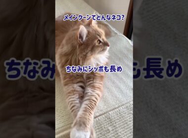 《メインクーンてどんなネコ?》 #shorts