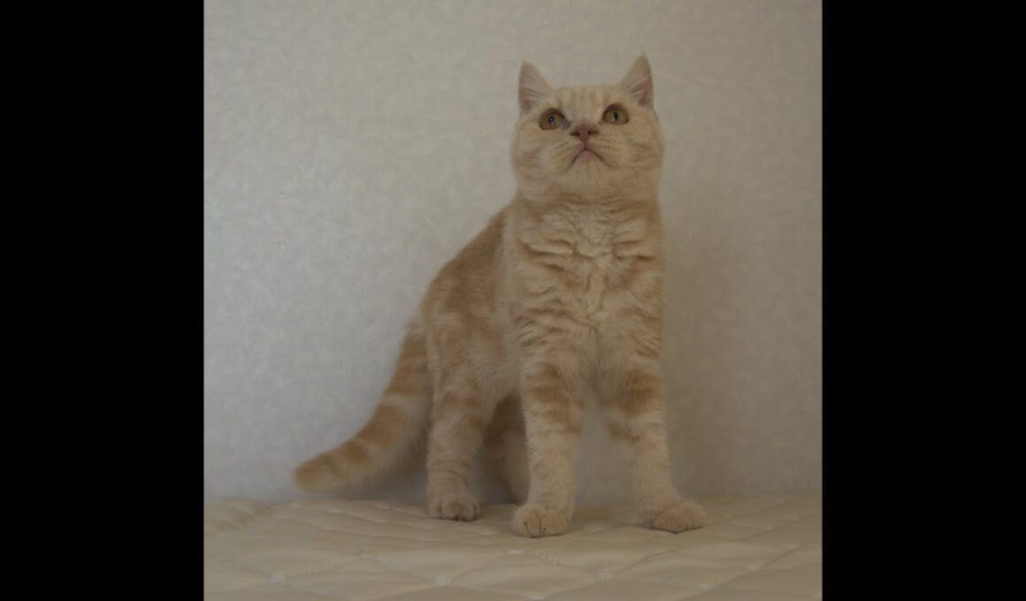 ブリティッシュショートヘアー子猫　British Shorthair　2025.4.4産まれ　クリーム　男の子　シーダキャット猫のお店